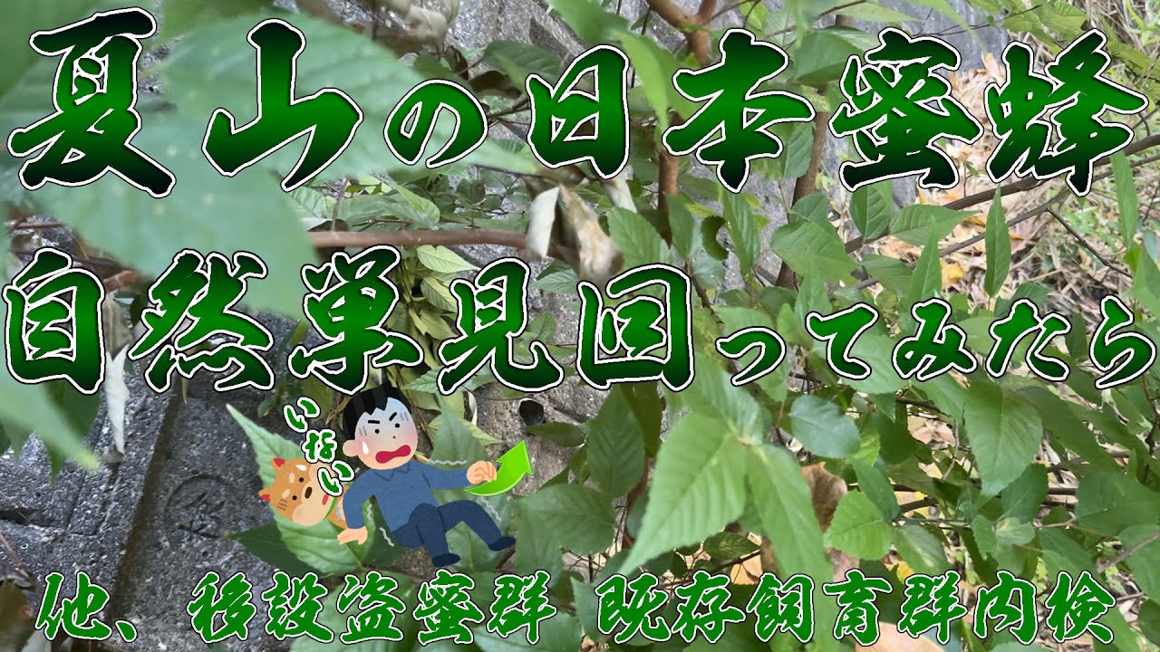 夏山のニホンミツバチ 自然巣 見回ってみたら！ 他、盗蜜移動群・既存飼育群の内検を行った