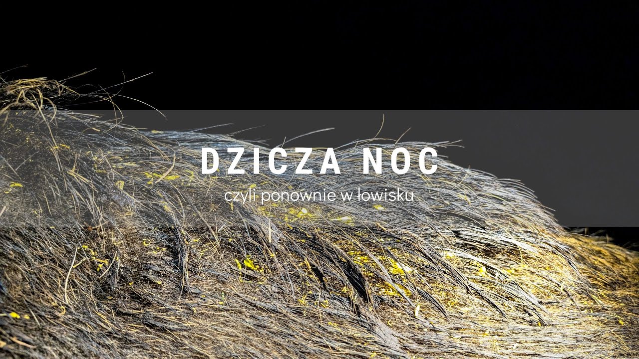 DIANA BYC 8/2025 Dzicza noc / Wildboar fever