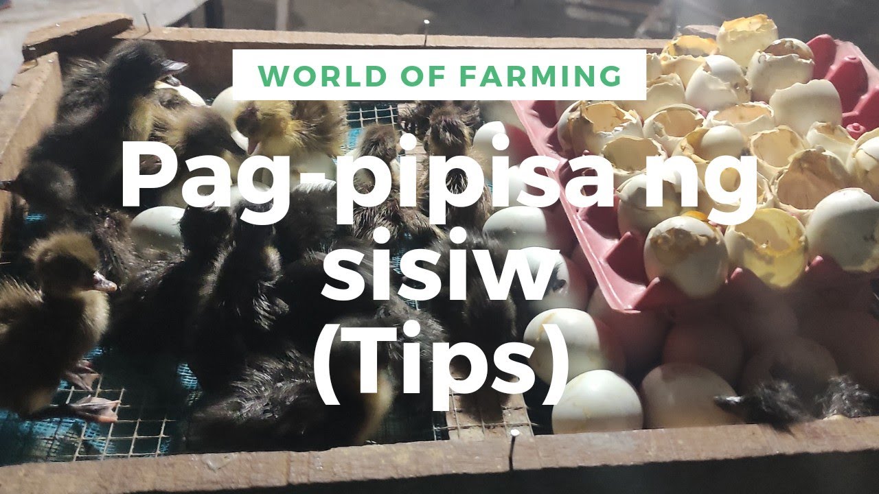 Paano magpisa ng itlog ng itik? (mga dapat malaman bago magpisa)