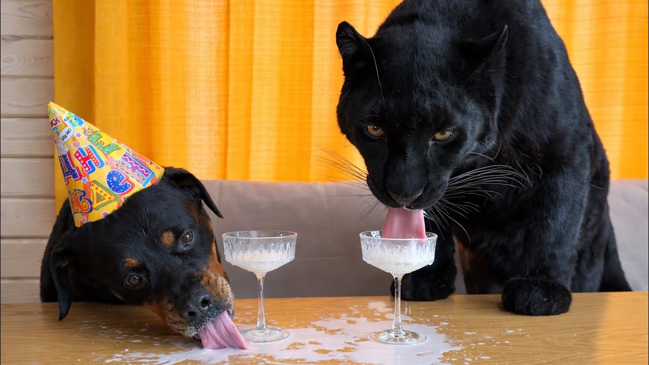 Празднуем день рождения Вензы с пантерой Луной 🥳