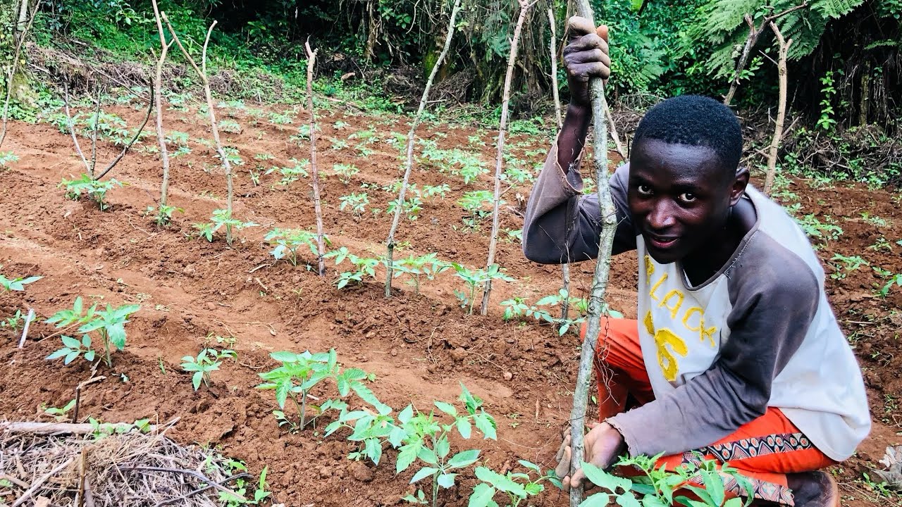 Découvrez les secrets cachés de la culture de tomates!