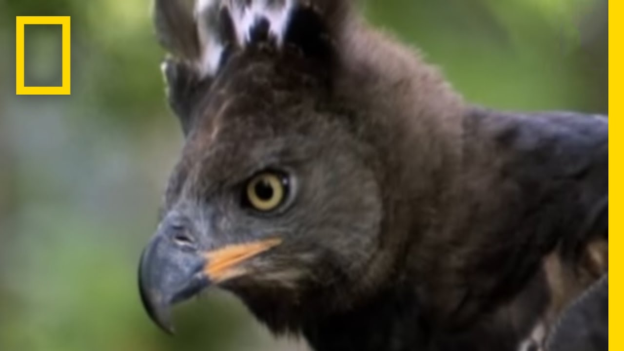 Escaping an Eagle Attack | National Geographic