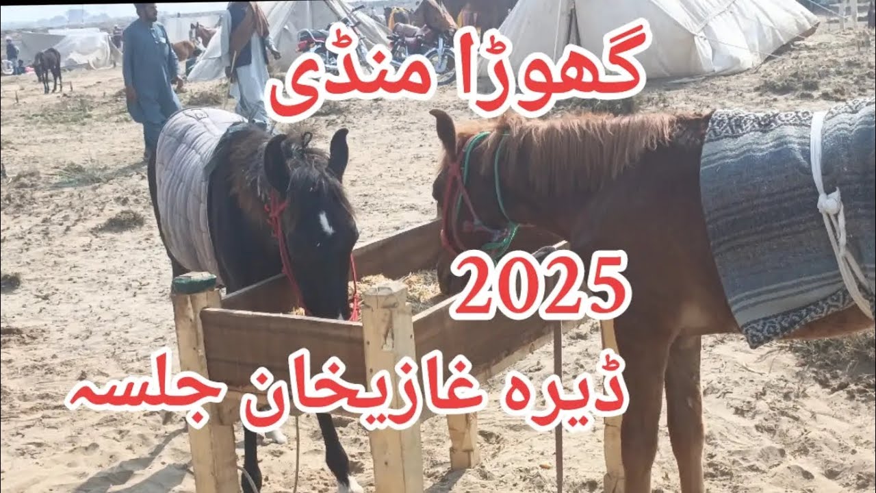 Dera ghazi khan jalsaa ghora mandi 2025#balochihorses #sindhihorses #pakistan #singlefooter