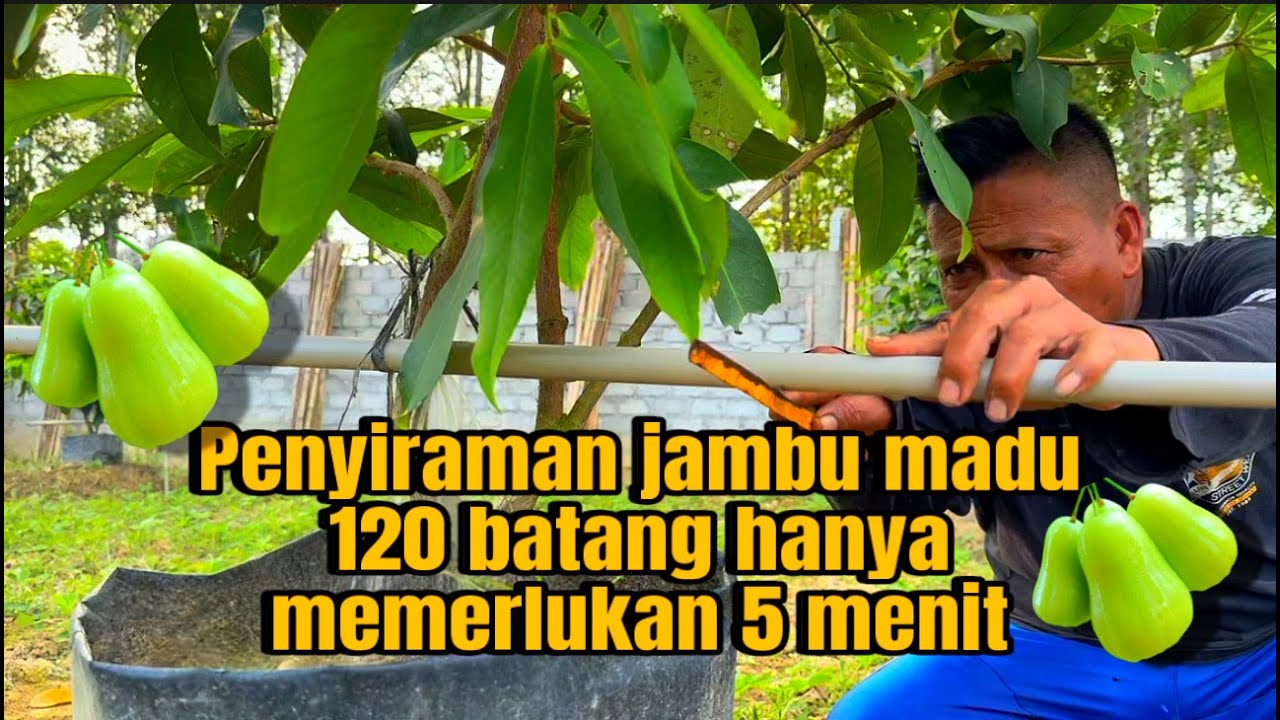 Penyiraman jambu madu 120 batang hanya dalam waktu 5 menit