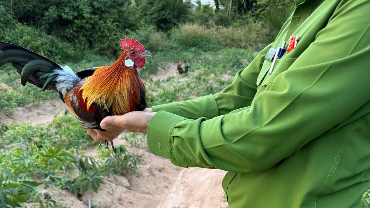 Bẫy gà rừng kèo trống quá sung 