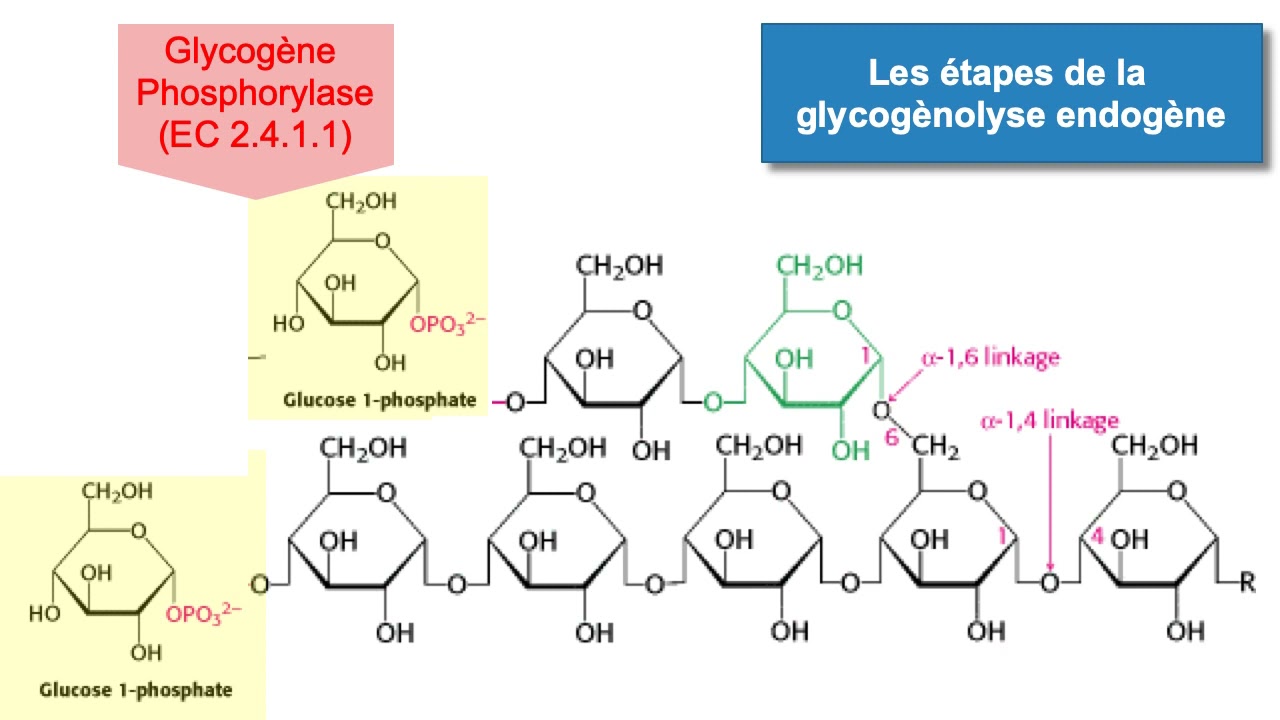 La glycog&eacute;nolyse