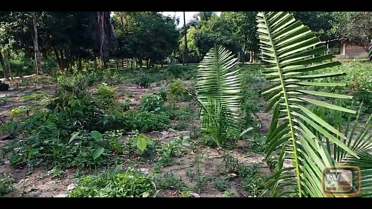Plantio  macacheira , milho na chácara do amigo Fabio