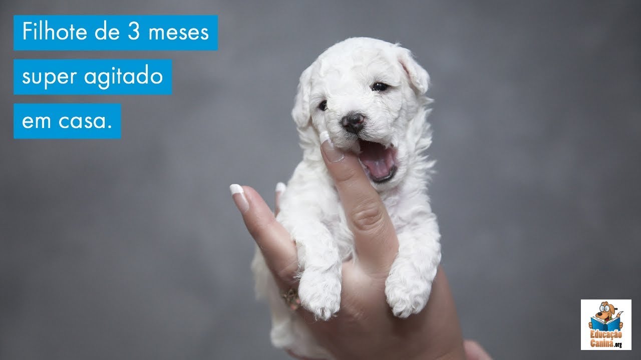Filhote de 3 meses super agitado em casa.