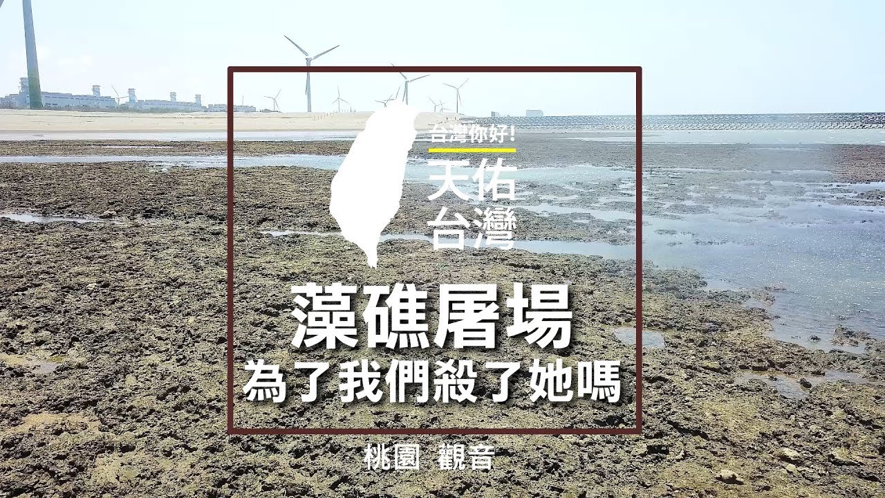 桃園觀音 藻礁屠場 為了我們殺了她嗎 - 天佑台灣系列