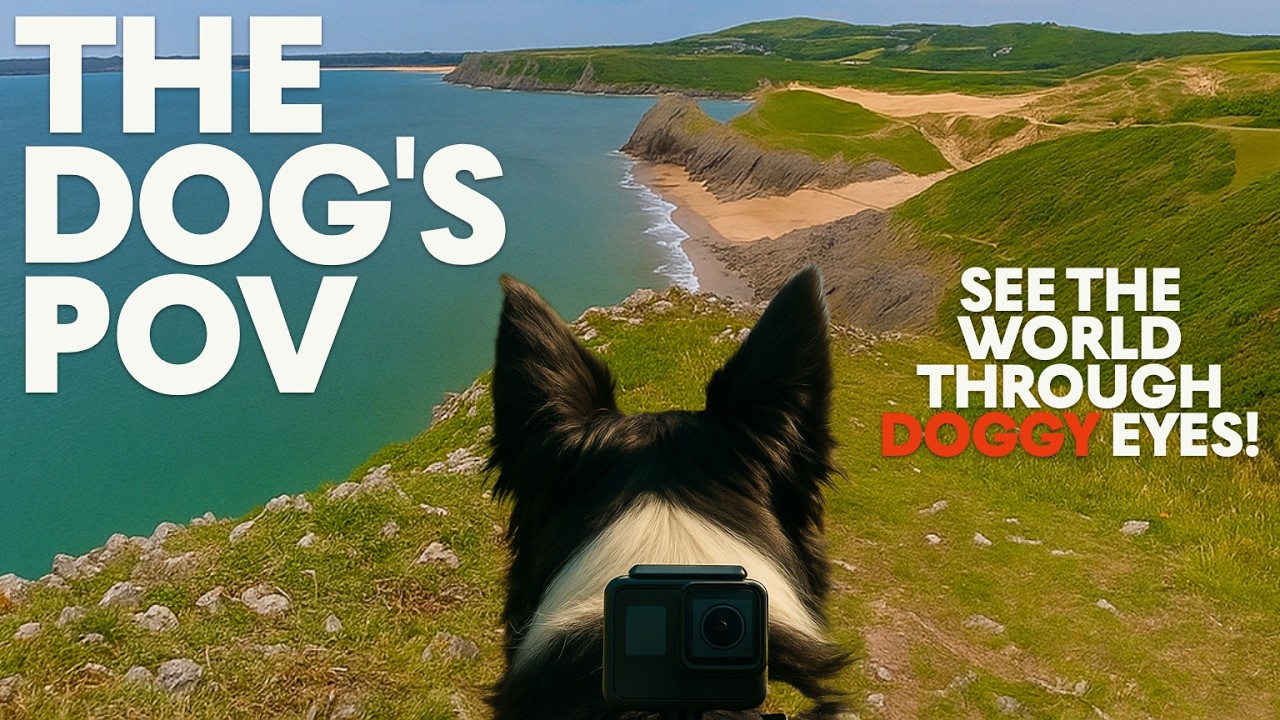 Soothing DogTV - GoPro on a Dog 🐾🐶 | 10hrs Beach Walk and Swimming!🌲🐾 Dog POV