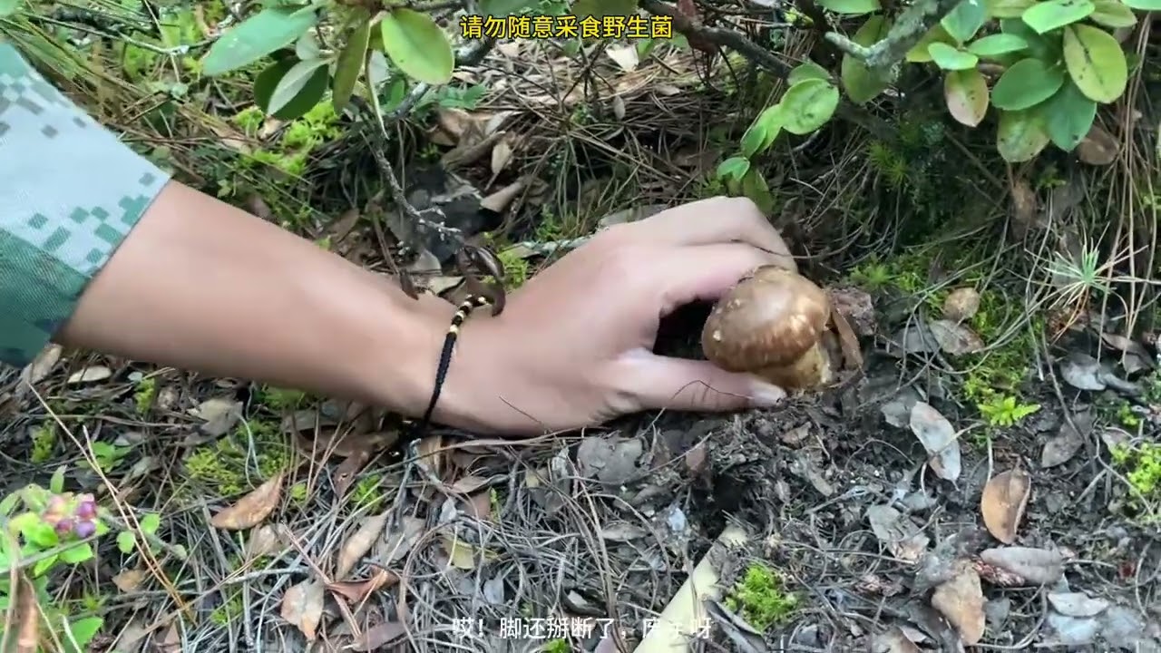 今年最后的冲刺上山采松茸没有想到快11月居然还有捡菌子 野生菌 采蘑菇 蘑菇 松茸