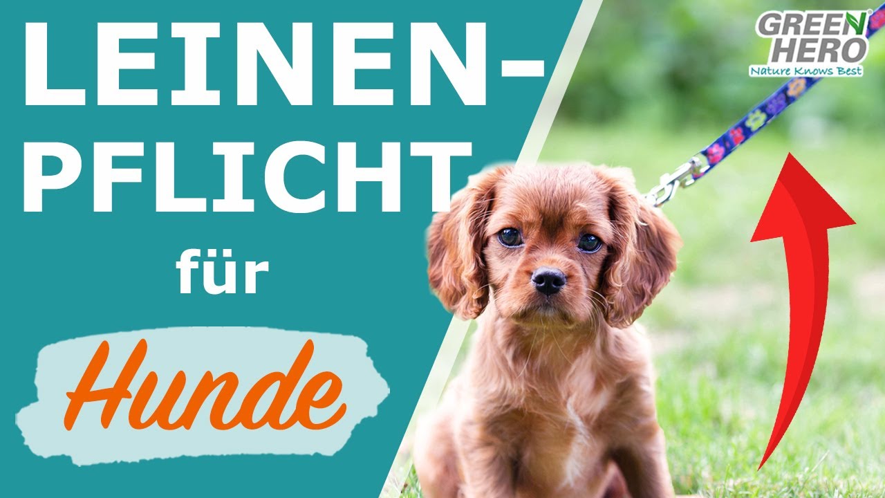 Leinenpflicht für Hunde 🐕 Wann und wo müssen Hunde zur Brut- und Setzzeit an die Leine?