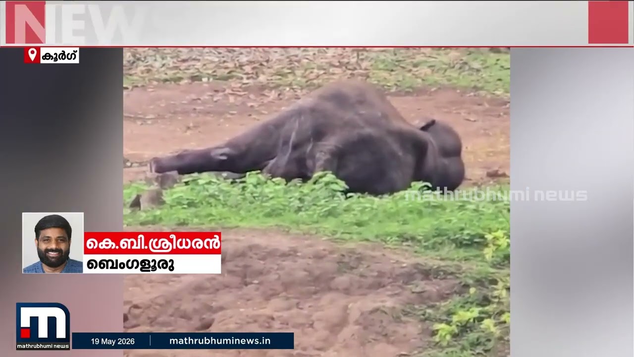 ദുബാരെയില്&zwj; ആനകള്&zwj; തമ്മിലുണ്ടായ ഏറ്റുമുട്ടലില്&zwj; പരിക്കേറ്റ ആന ചരിഞ്ഞു | Dubare Elephant Camp