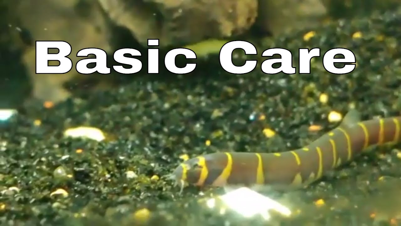 Kuhli Loach Care
