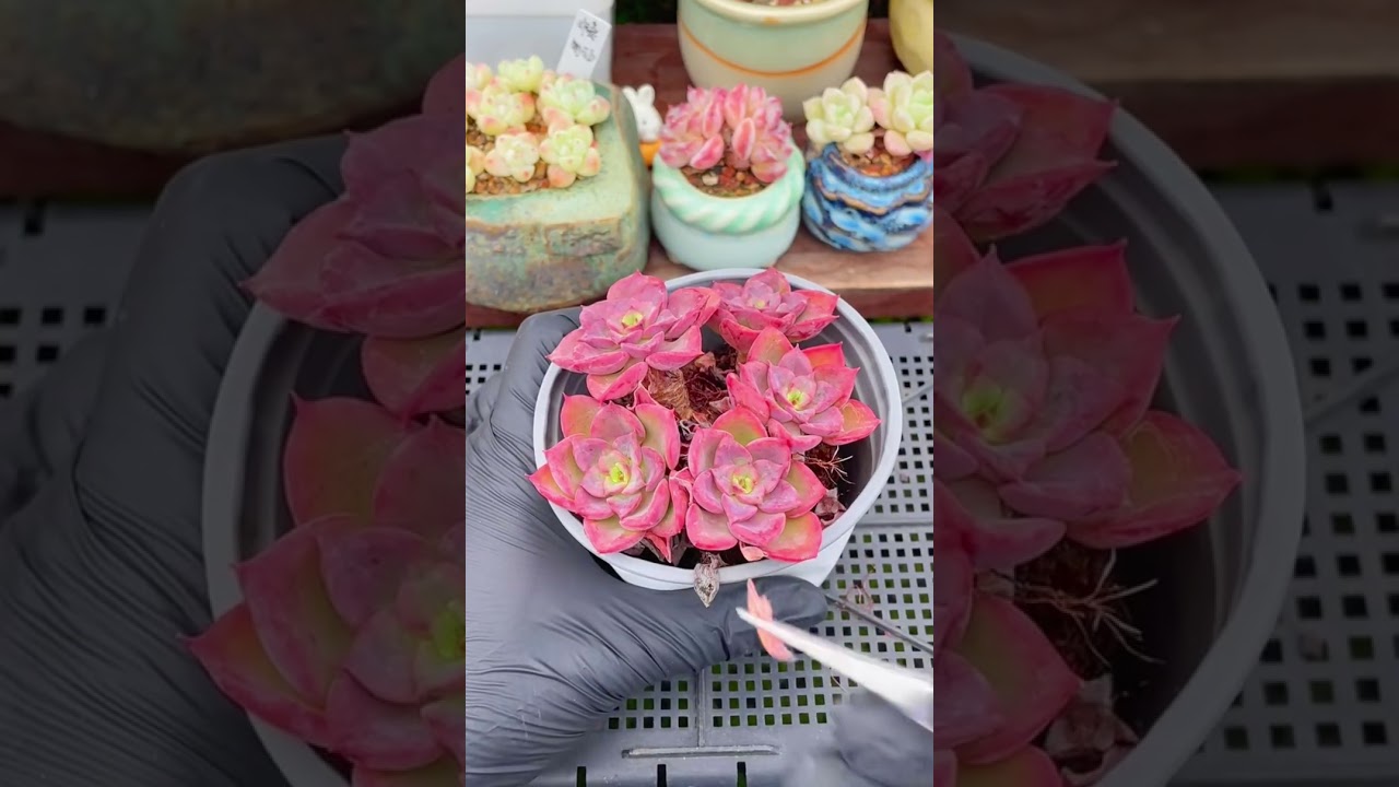 Hello👋 Grow Perfect Succulents Cleanup at Home 🏡 Secrets No One Tells You! 2026❤️🥰