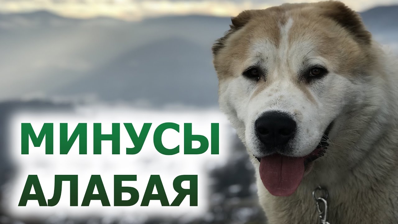 МИНУСЫ АЛАБАЯ ❘ 5 Минусов Среднеазиатской Овчарки