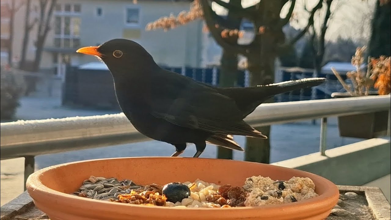 Zu kalt?? Nicht für die Amsel🥶