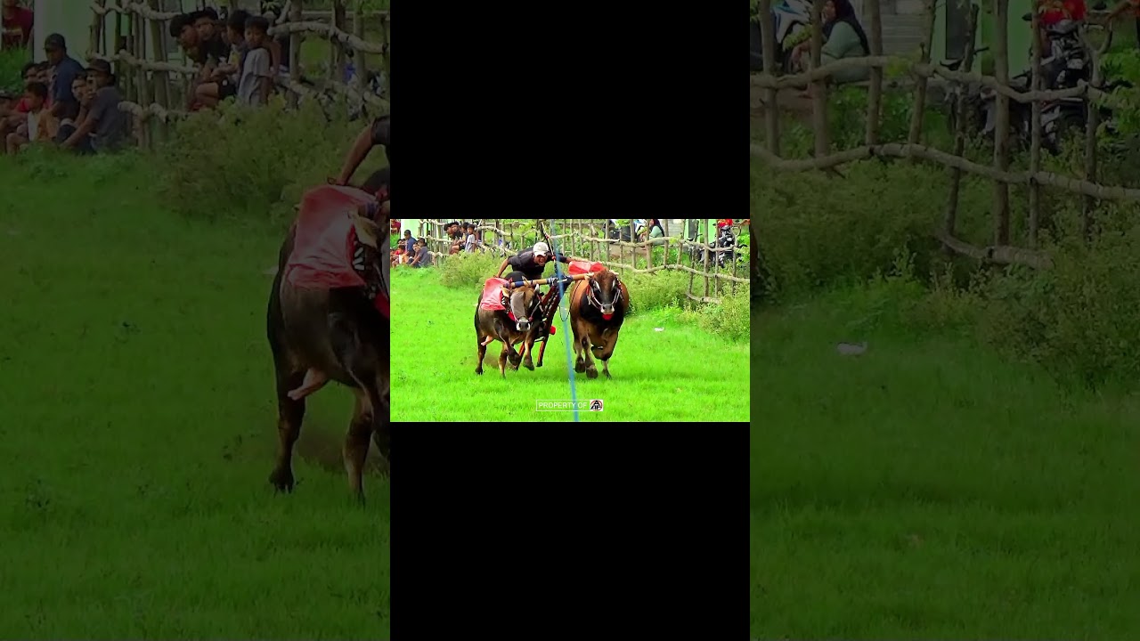 macan gila #aaf #probolinggo #karapansapibrujul