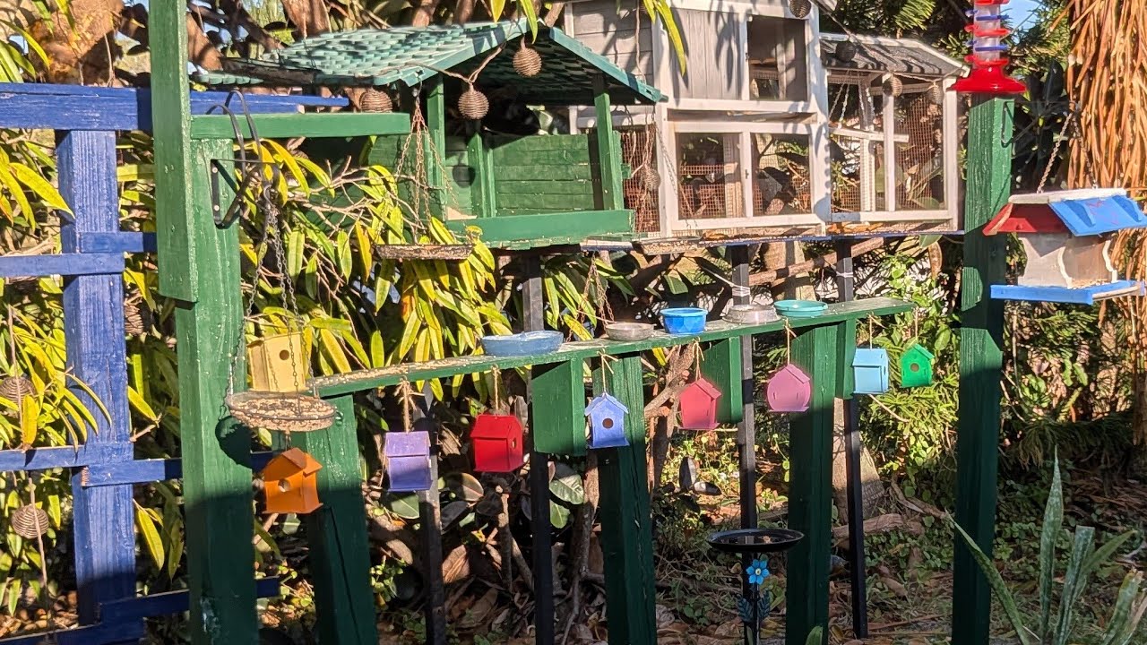 Live from South Florida feeder Cam Let's see who visits! #live #birds #outdoors #livestream