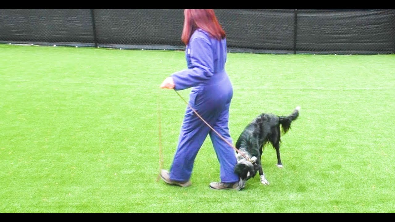 Dog Training, Keene, Border Collie, Day 1: Evaluation | Follow | Ankle Biting | Blairsville, GA