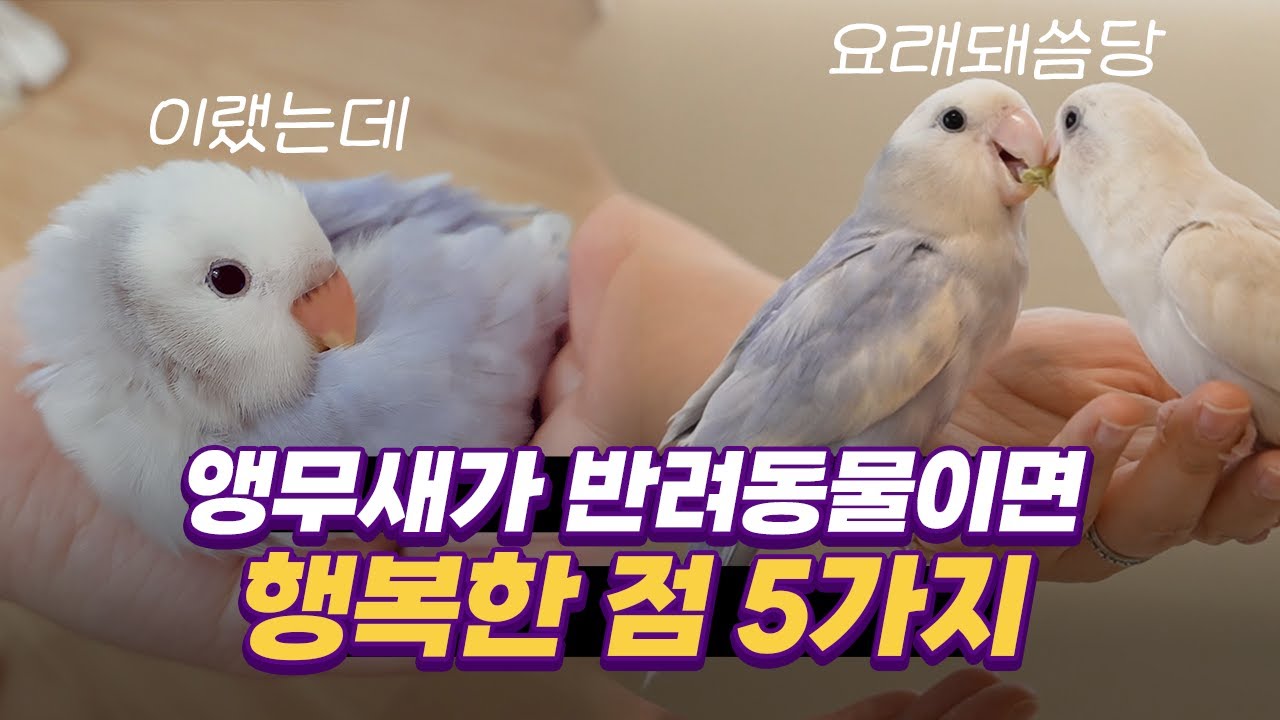 소형앵무새 모란앵무 사랑앵무 키우기전에 꼭 보셔야 합니다!!!