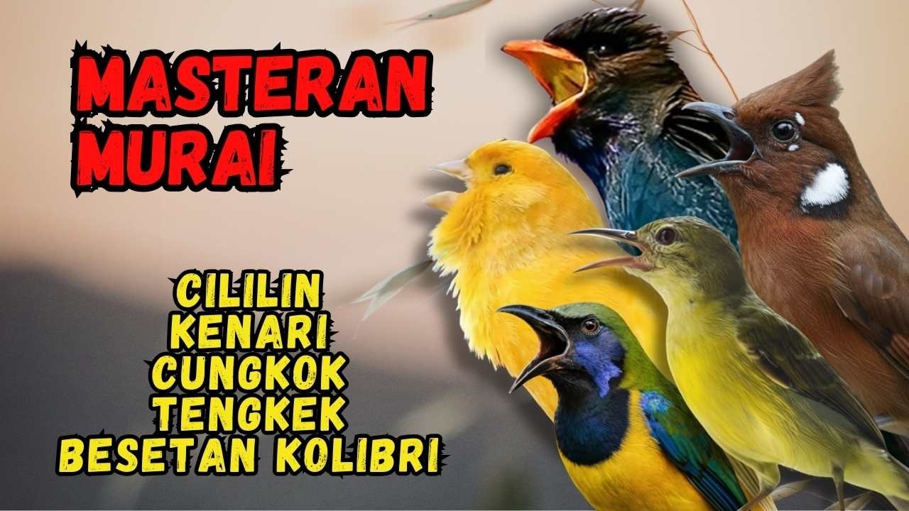 Masteran Murai Isian Cililin, Kenari, Cungkok, Tengkek, Besetan Kolibri