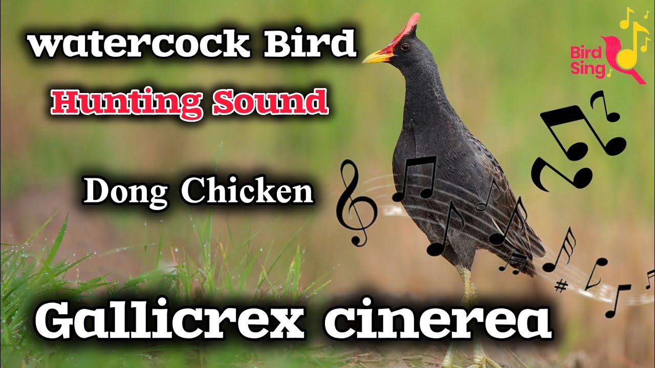 Ultimate Watercock Bird Call &ndash; Super Realistic Hunting Sound!