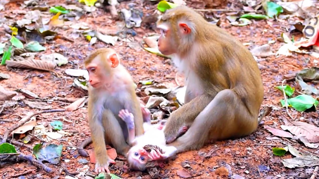 Welcome Baby Monkey Newborn Leo! Congratulations To Mother Monkey Libby Gave Birth Successful