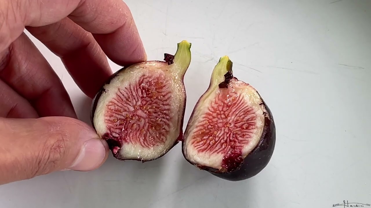 Sampling A Lebanese Black/Purple Fig