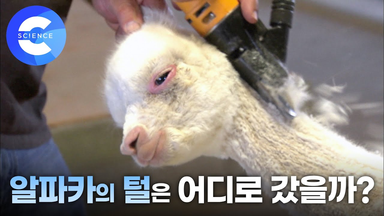 알파카의 털로 겨울외투가 만들어지는 과정 소개