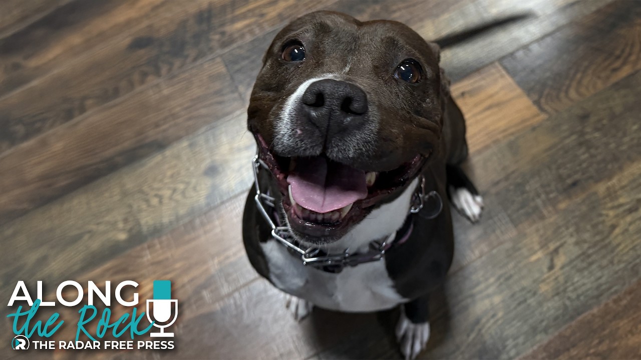 Pet of the Week: Shativa, The Loyal Staffordshire Terrier Mix Ready for a Fresh Start