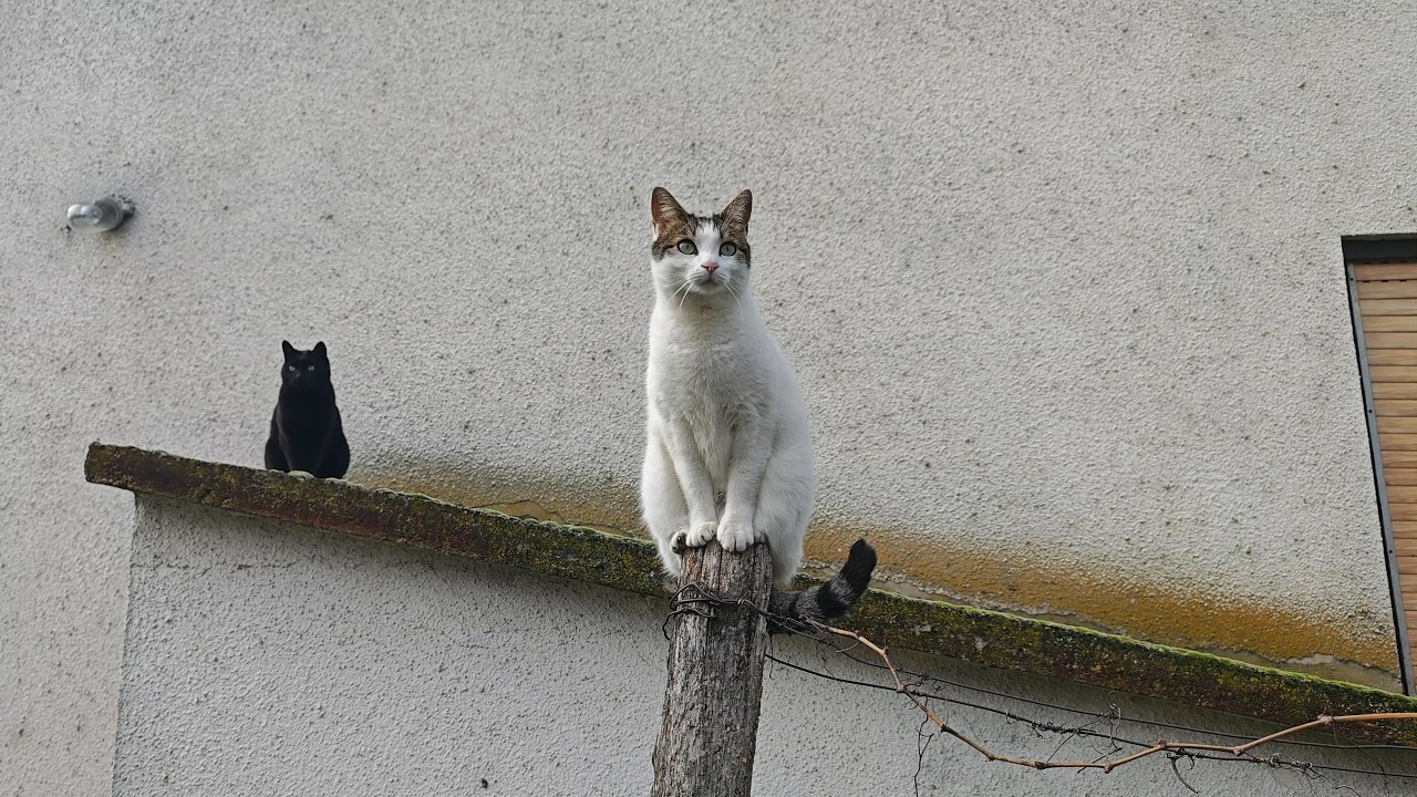 Relaxing Cat Video 369