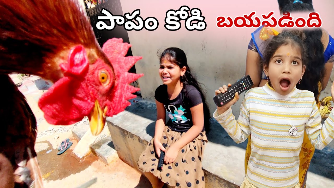 ఈసారి మాత్రం video మాములుగా ఉండదు పోండి || కోడి వీళ్ళ అరుపులకే || బయపడింది 🐓 పాపం ||