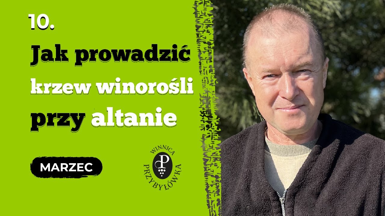 Jak prowadzić krzew winorośli przy altanie