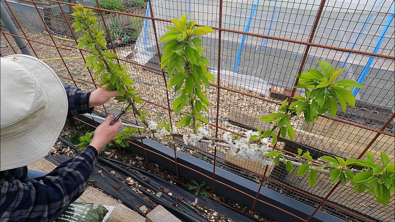 Pruning of young UFO cherries