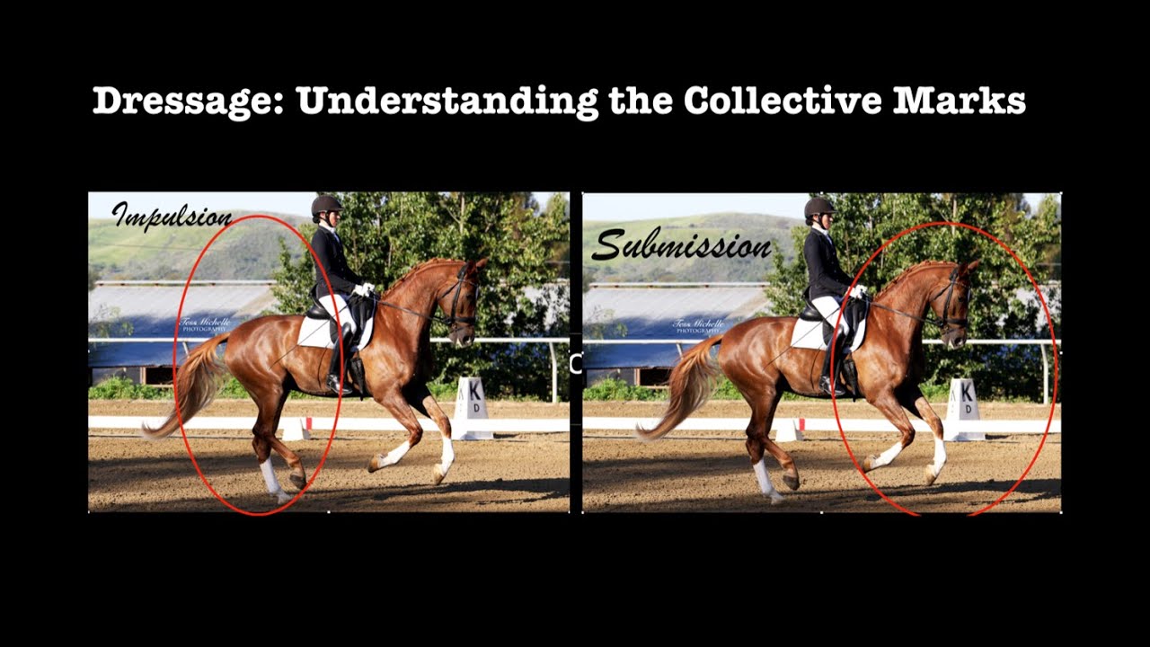 Dressage: Understanding the Collective Marks