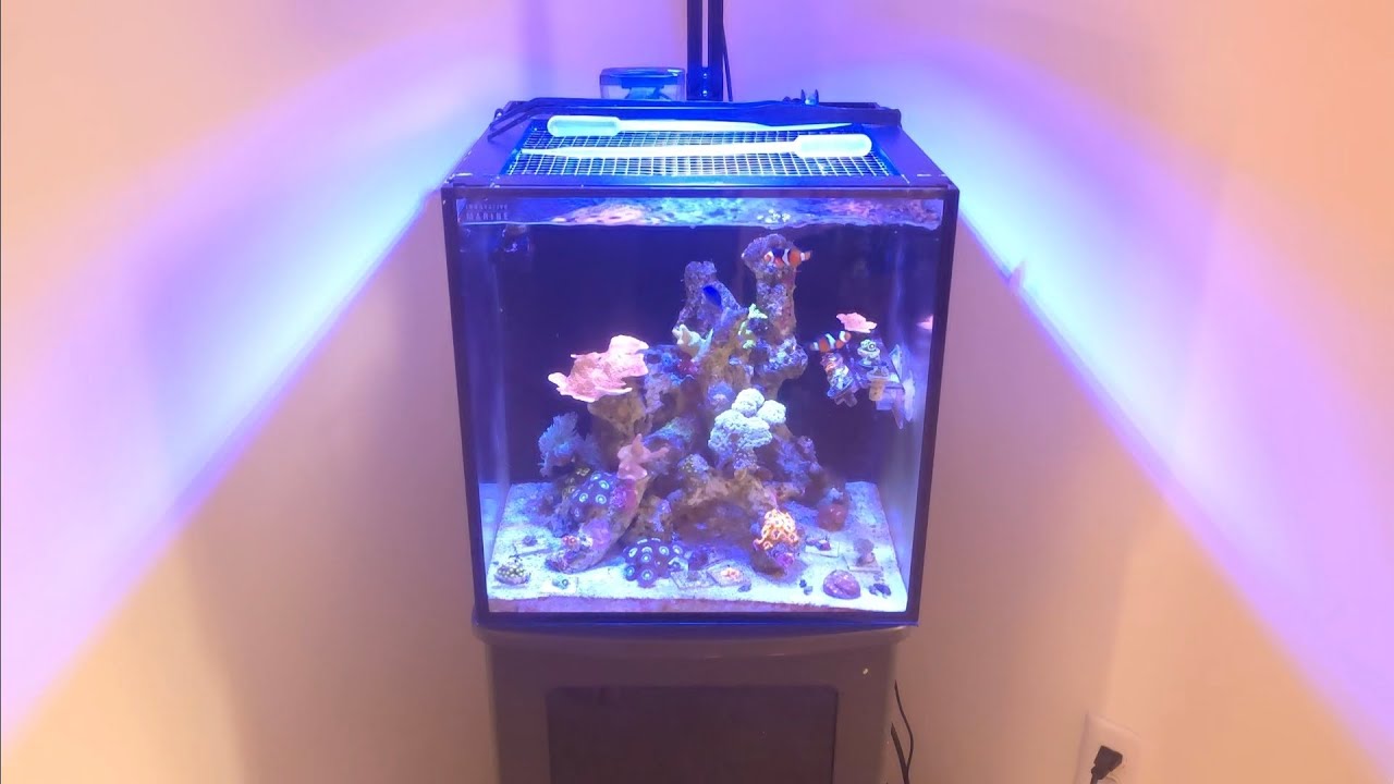 My Coral Reefing Goals For 2026