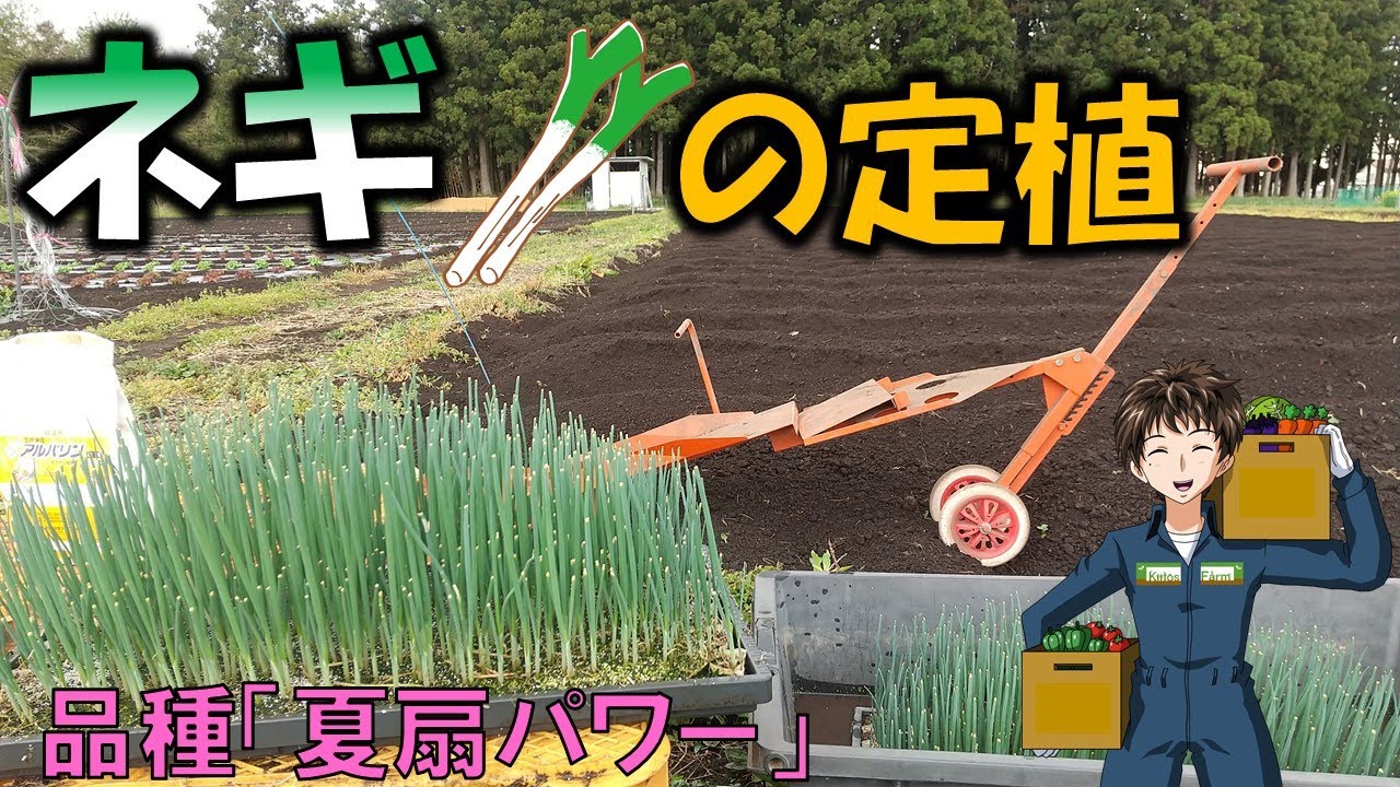 【ネギの定植】“ひっぱりくん”と“チェーンポット”なら１人農家でもそこそこの面積は作れる。