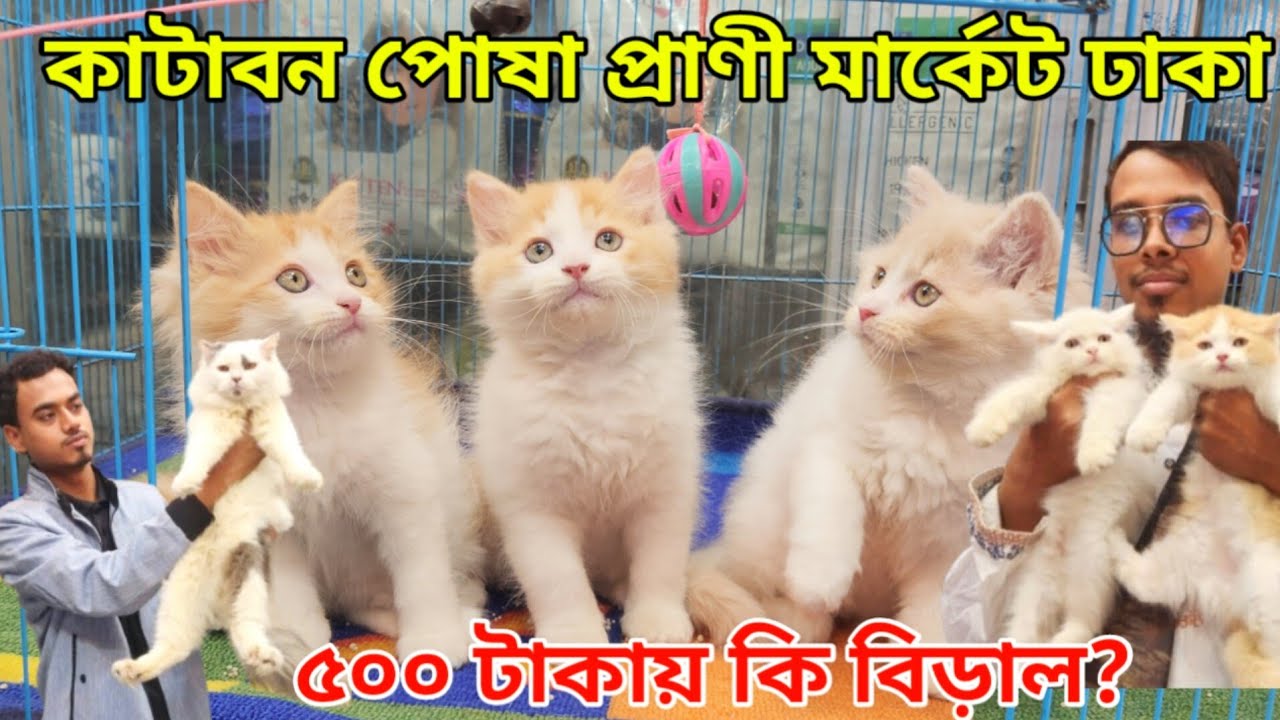 ৫০০ টাকায় কি বিড়াল  পাওয়া যায়? | পার্শিয়ান বিড়াল মাত্র ৫০০০ টাকা | Persian Cat price in Bangladesh