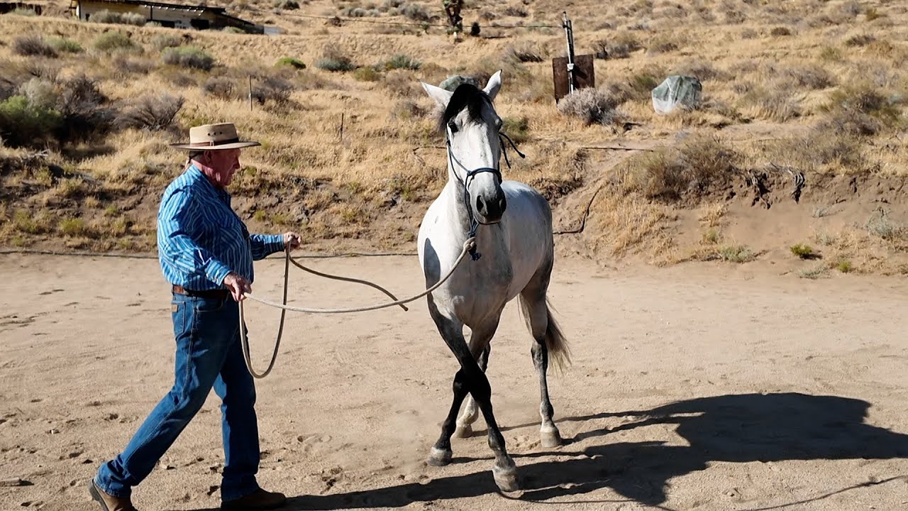 How to Teach Your Horse to Separate the Forehand from the Hindquarters