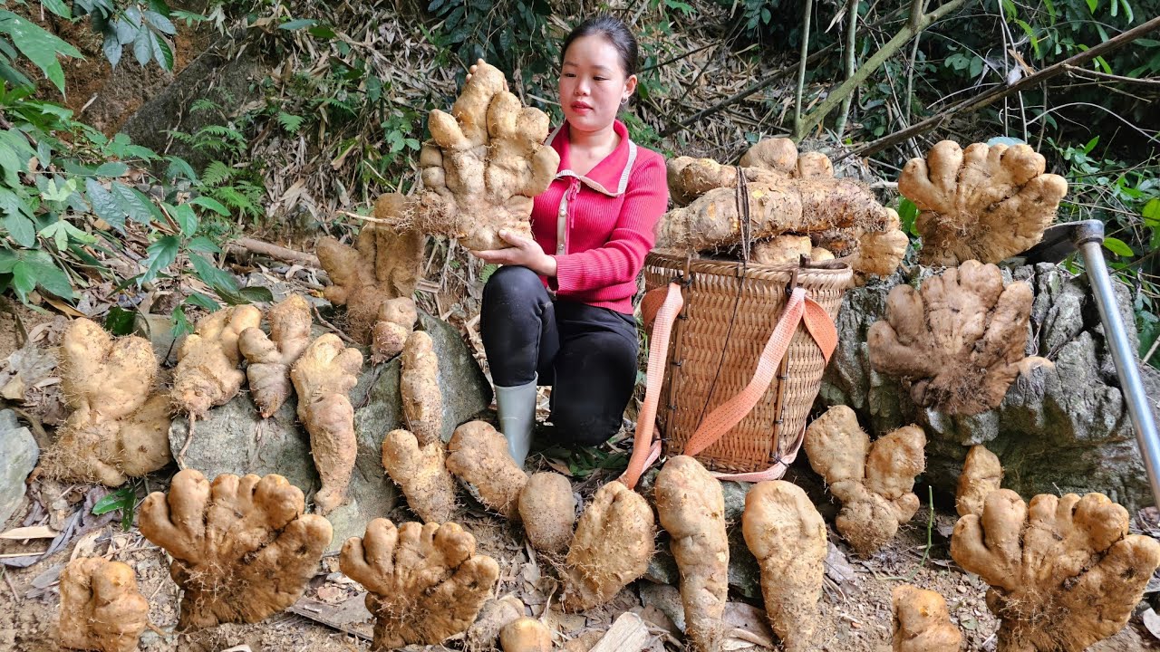 Huong's lucky day - Harvesting many strange potatoes to sell at the market | Pet Care.