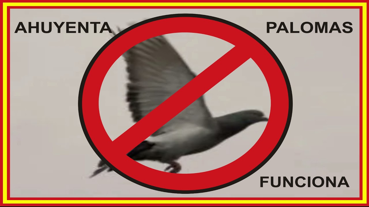 sonido  🚫🕊️ AHUYENTA PALOMAS 🚫🕊️  Funciona 🆗 4hs.PALOMAS