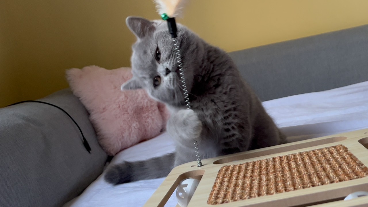 I Bought a 3-in-1 Wooden Cat Toy... He Chose the BOX 📦🤦‍♀️