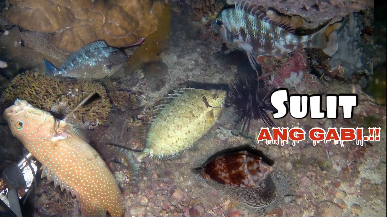 Sulit ang Gabi.!! Dahil pinupulot ko nalang ang ibang isda./ Spearfishing adventure.