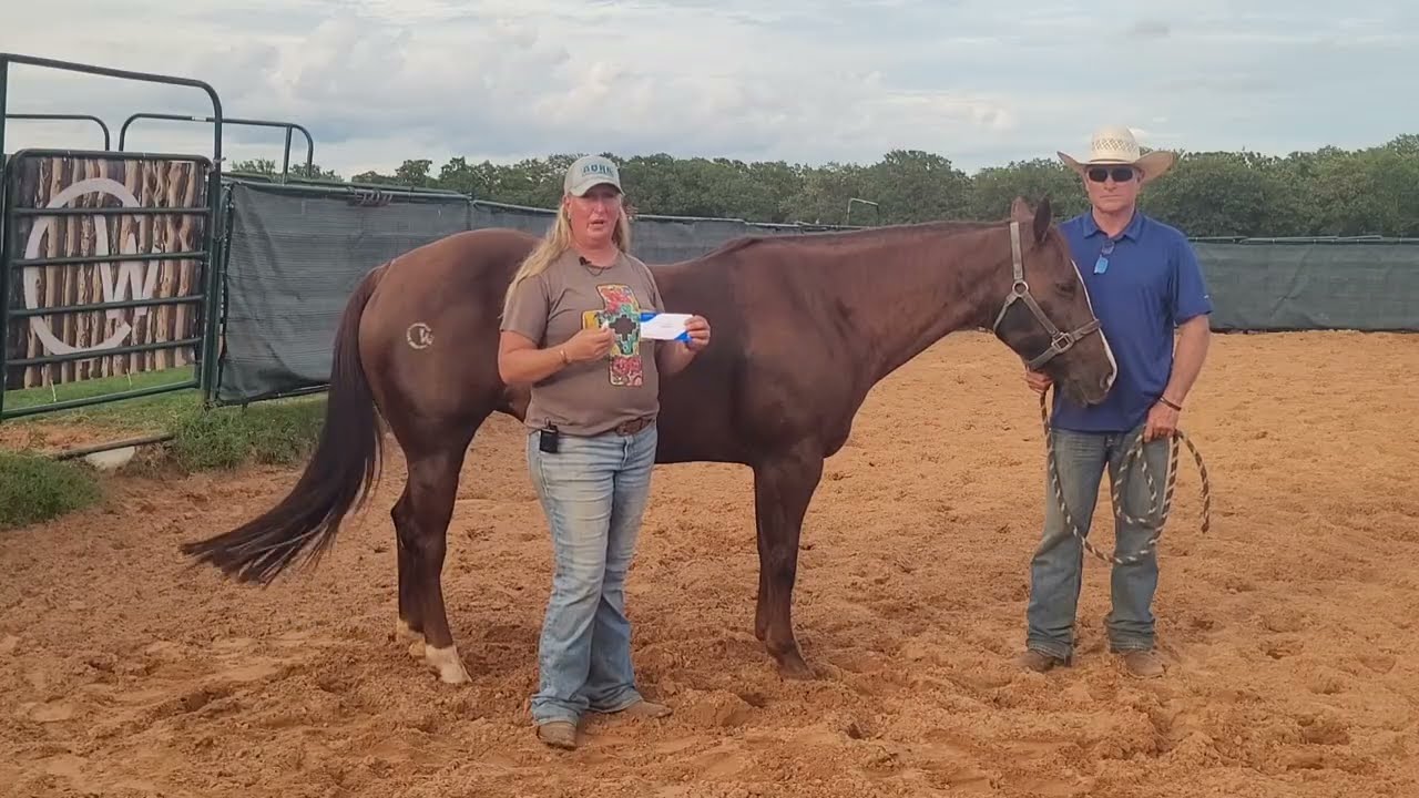 Using The Aeon Patch On A Horse