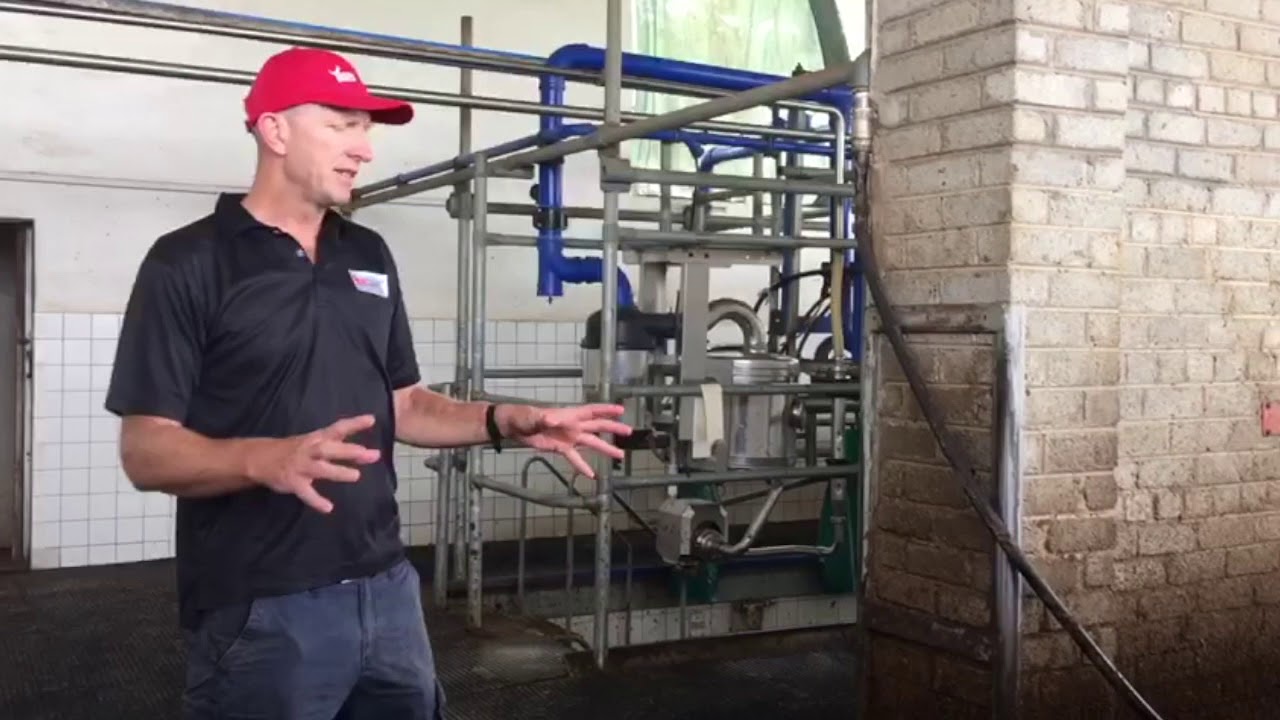 Cow Flow Through and Around the Parlour