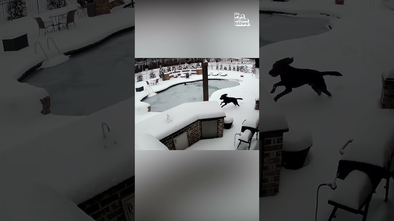 Woman Jumps Into Frozen Pool to Rescue Drowning Dog #Dogs #DogRescue #Winter