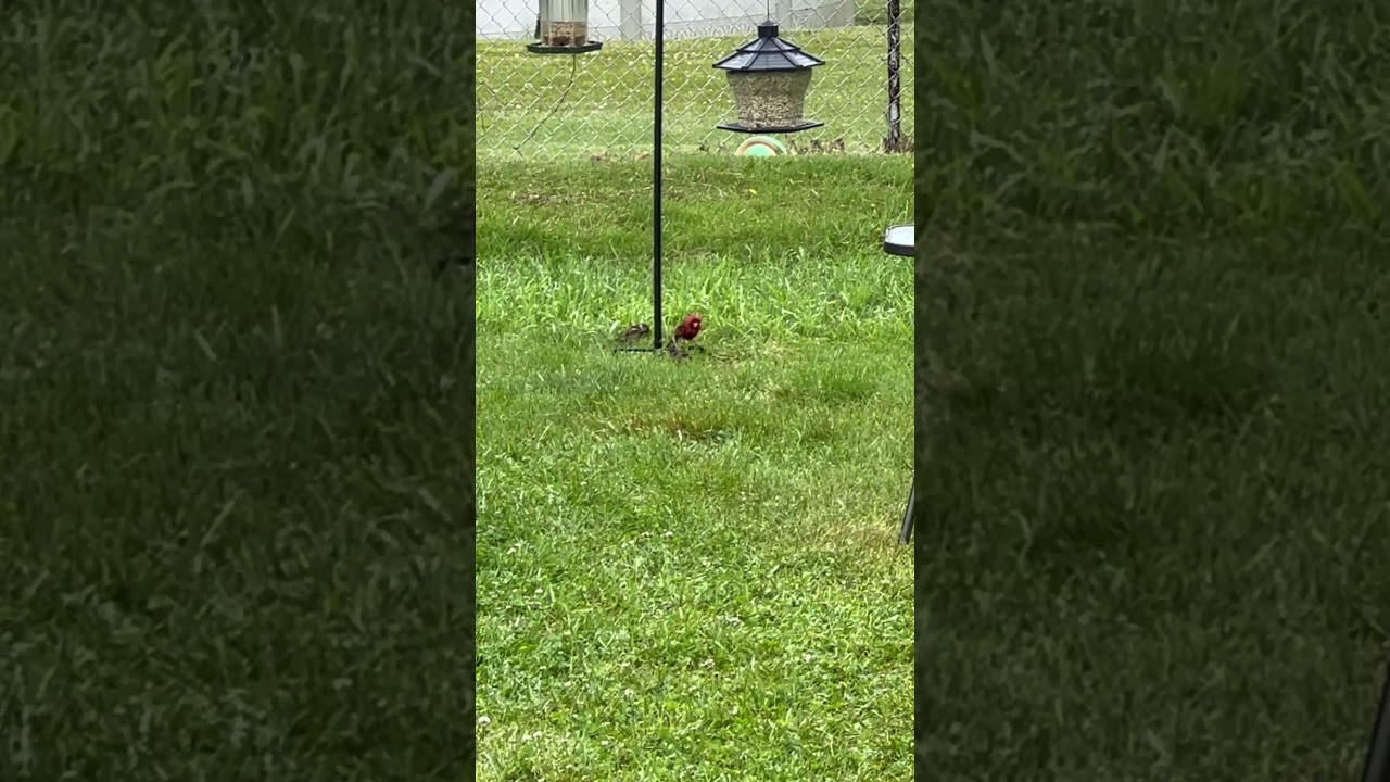 Prepare to Be Amazed! Incredible Red Cardinal's Backyard Surprise! #CardinalSurprise