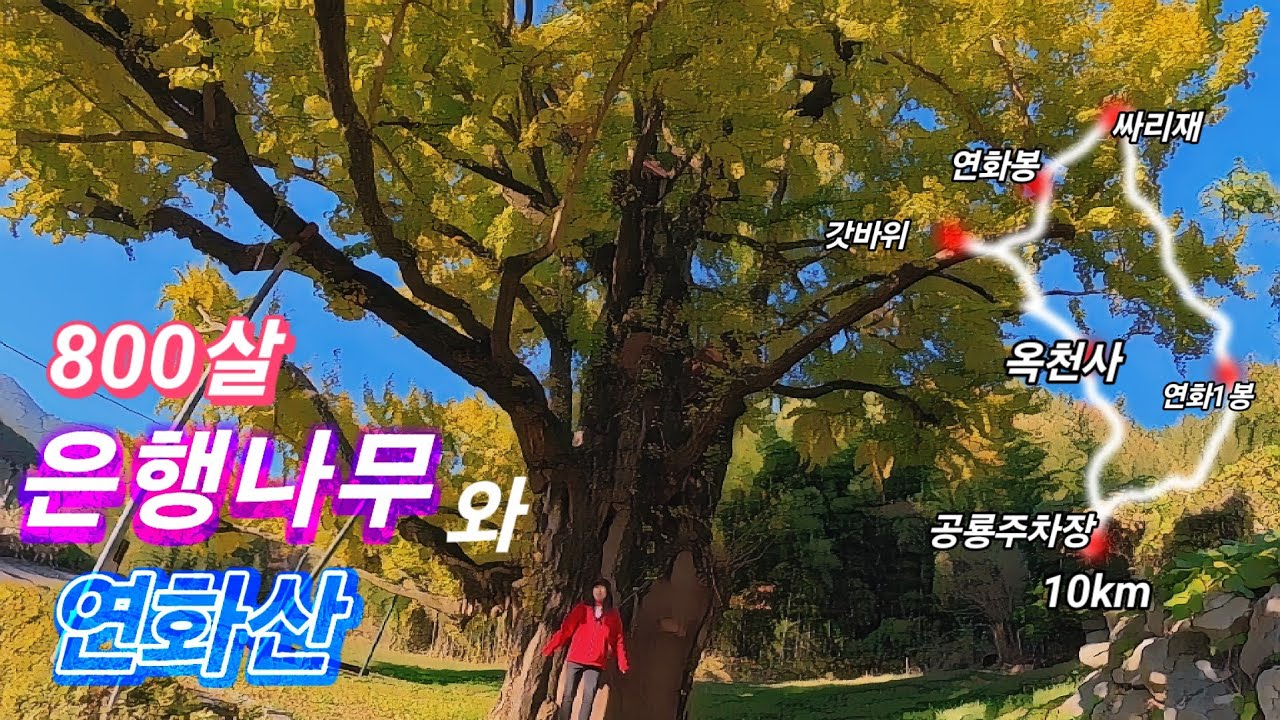 2025년 11월 16일/100대 명산 고성 연화산과 800년된 은행나무 /은행잎이 이제 물들기 시작합니다/고성 여행 하실분 한번쯤 구경하세요