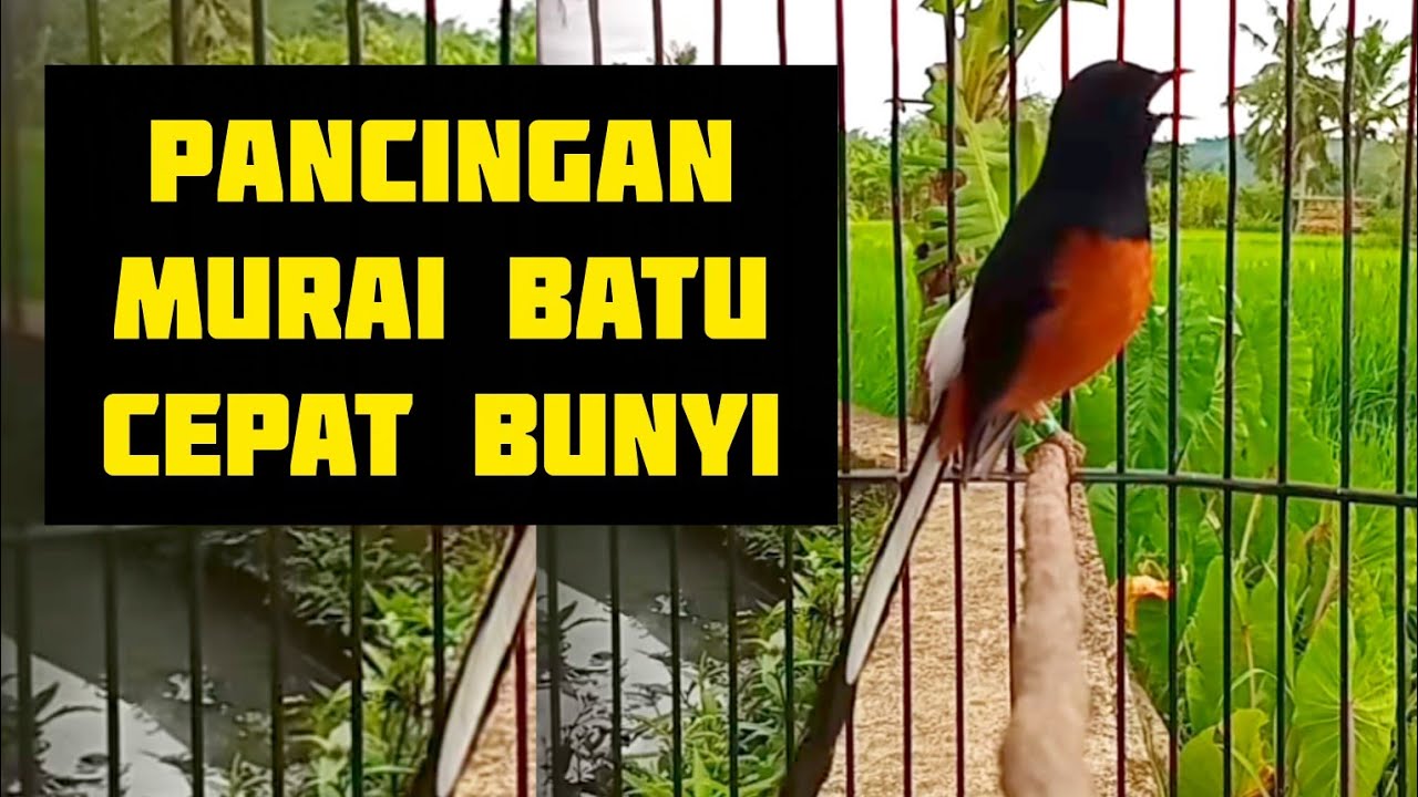 Pancingan murai batu cepat bunyi #pancinganampuh #pancinganmuraibatuagarbunyi #murai 